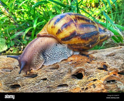  Achatina: ¡Descúbre la fascinante vida de esta caracol gigante terrestre con un apetito insaciable!