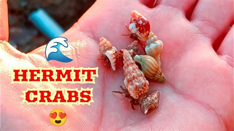  Hermit Crab: ¿Un residente solitario del mar que busca refugio de lujo?