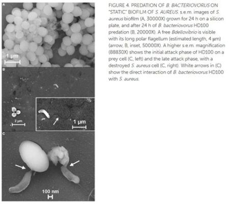  Intestinalis: ¡Un microbio con un apetito voraz que revoluciona la biología!