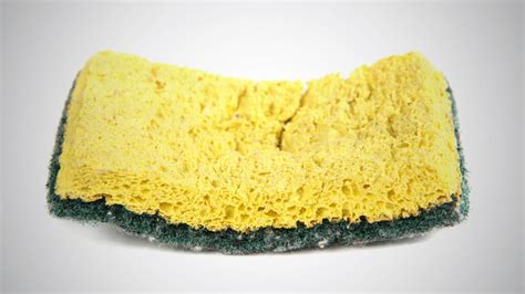  Kitchen Sponge! A Colorful Marvel That Thrives on Bacteria Filtration