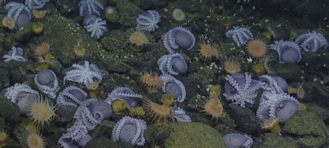  Nedriocoryne! Un pequeño guardián de las profundidades marinas que desafía la percepción de la belleza