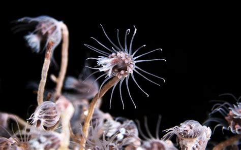  Tubularia, ¿una colonia de animales diminutos que se asemejan a pequeñas flores de mar?