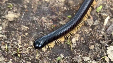  Woolly Millipede: Unraveling the Mystery of This Fuzzy Earth Dweller