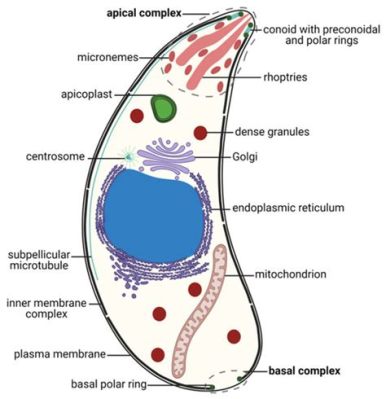  Apicomplexa ¡Un Reino Invisible que Domina el Mundo de los Parásitos Intracelulares!