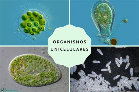  Diplomonada: ¿Conoces al animal unicelular con un látigo invisible que lo impulsa por el océano?