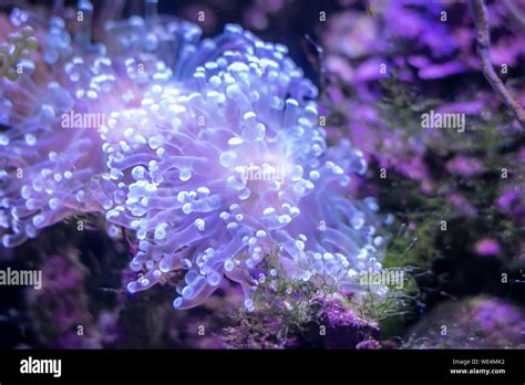  Fungia! Descubra el encanto de esta maravilla marina que combina la majestuosidad del coral con la elegancia de una flor subacuática.