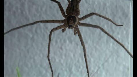  Huntsman Spider: Unlocking the Mysteries of This Eight-Legged Marvel with Lightning-Fast Reflexes!