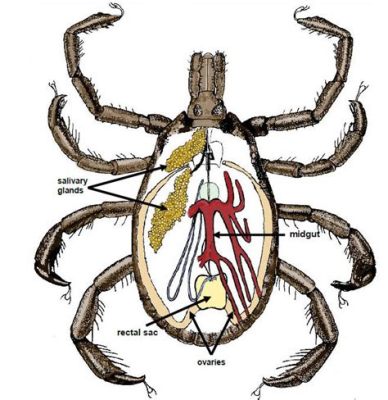  Ixodes ¡Una garrapata que desafía las fronteras de la biología!