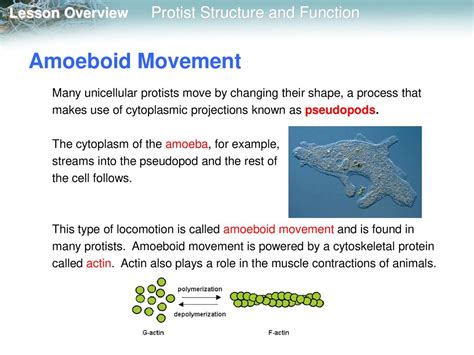  Jaltomatus! A fascinating example of how amoeboid motility meets intricate ecological roles