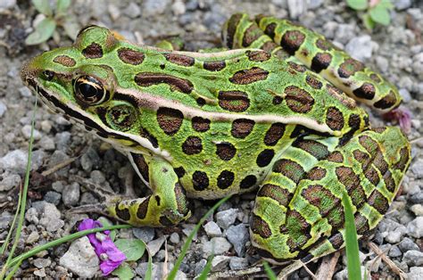  La Rana leopardo: ¡Un campeón del camuflaje con una dieta sorprendente!