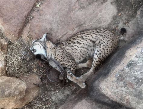  Linces: Cazadores furtivos de la noche que se desliza silenciosamente por los bosques oscuros