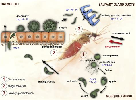  Ookinete ¿Qué clase de parásito microscópico se esconde en los mosquitos y controla la población de su huésped?