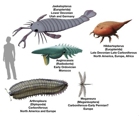  Virginiulus! Un Pequeño Gigante Artrópodo Con Una Vida Completamente Subterránea