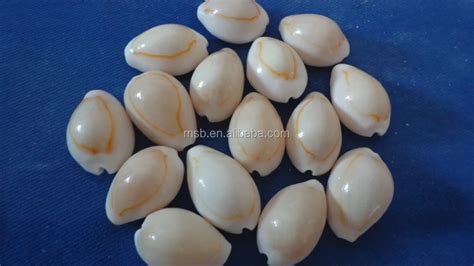  Yellow Cowrie: ¿Una concha que te hace soñar con costas paradisíacas y playas de arena blanca?