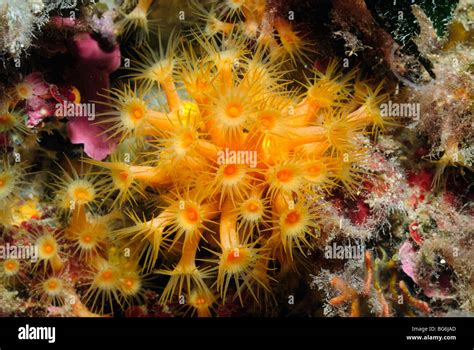 Yellow Polyps: Living Jewels that Dance on the Ocean Floor!